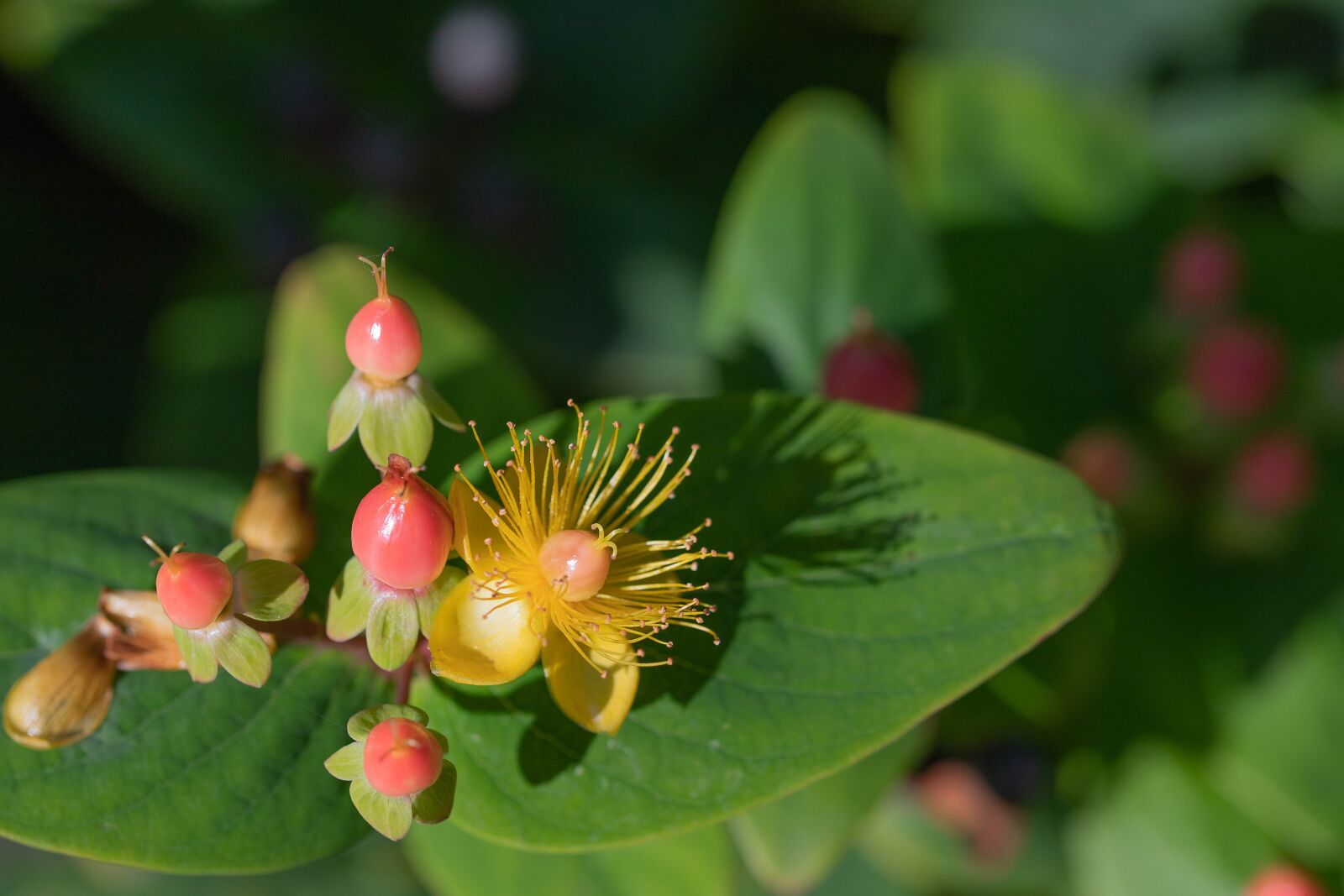 Canon EOS 6D Mark II sample photo. Hypericum, hertshooi, sintjanskruid photography