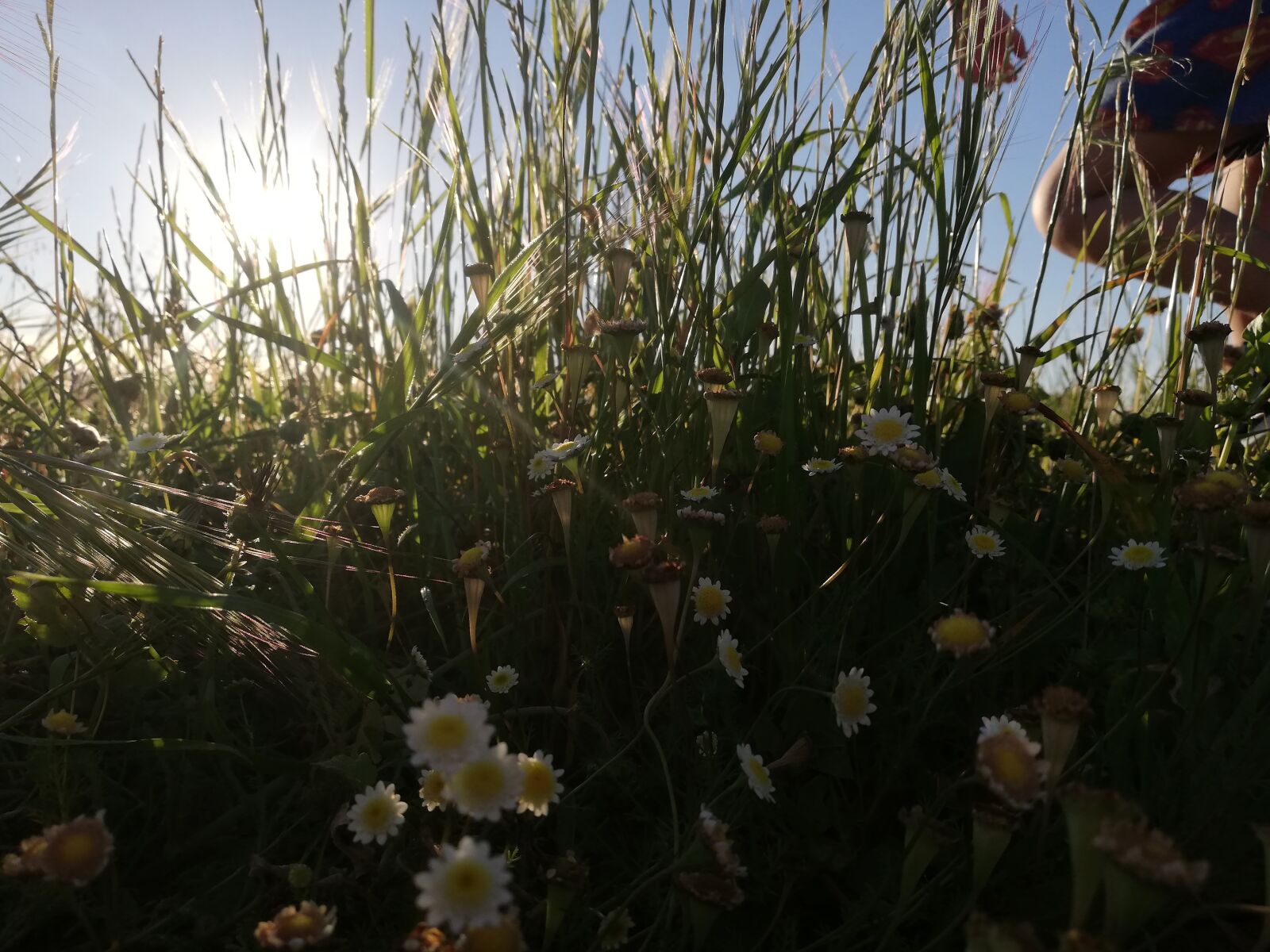 HUAWEI P20 lite sample photo. Flowers, meadow, grass photography