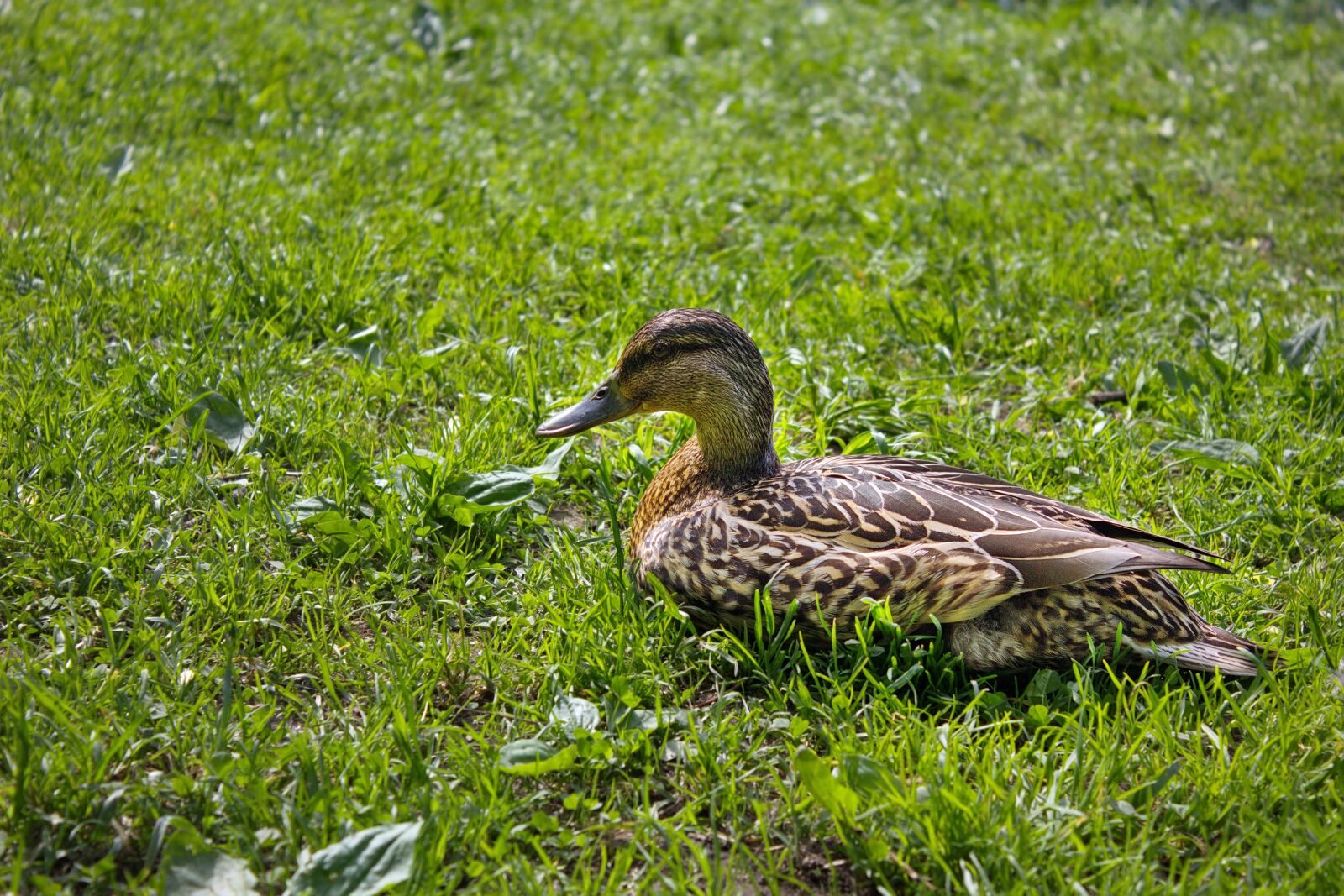 Canon EOS 550D (EOS Rebel T2i / EOS Kiss X4) sample photo. Duck, fowl, plumage photography