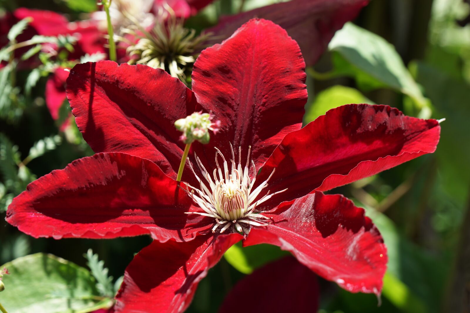Sony a6000 + Sony Vario-Tessar T* E 16-70mm F4 ZA OSS sample photo. Nature, flower, plant photography