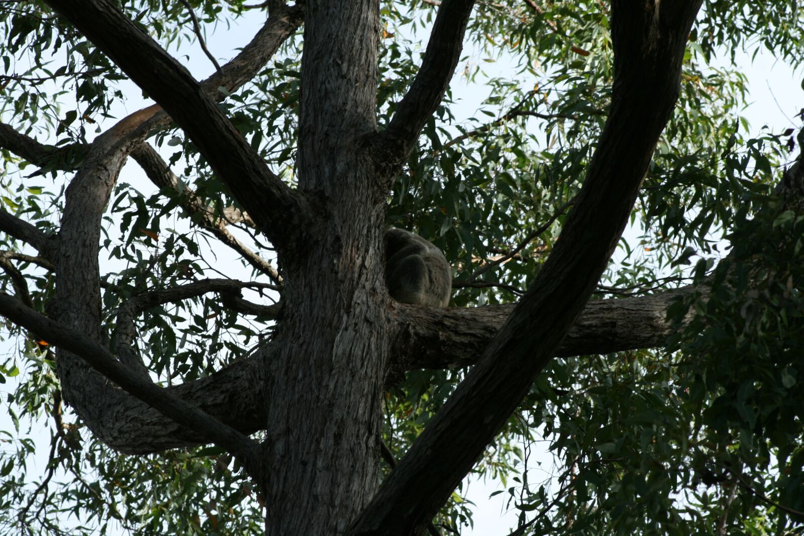 Canon EOS 400D (EOS Digital Rebel XTi / EOS Kiss Digital X) sample photo. Koala, gum tree, marsupial photography