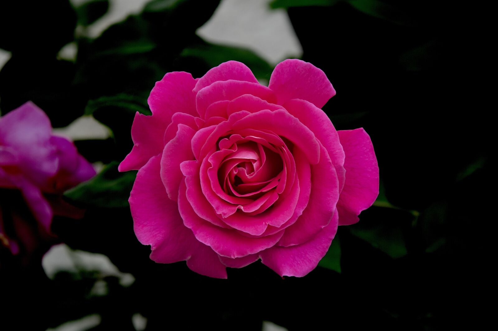 Sony Alpha NEX-3 + Sony E 18-55mm F3.5-5.6 OSS sample photo. Pink, garden, roses photography