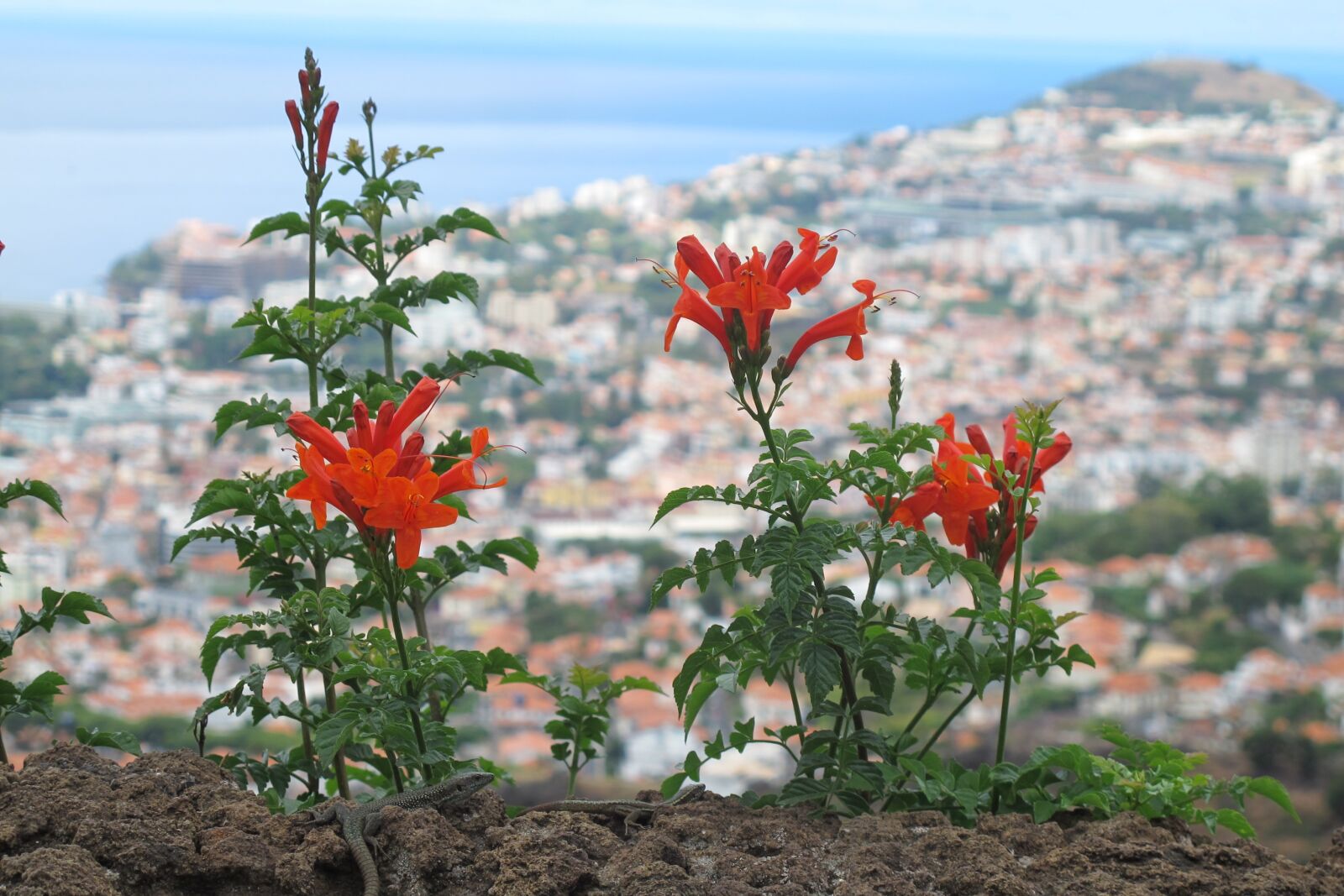 Canon PowerShot G12 sample photo. Flower, close up, madeira photography