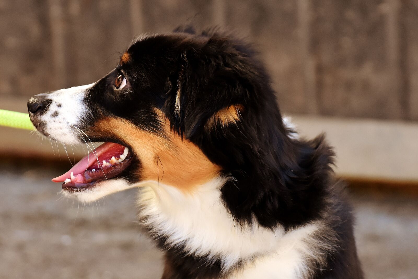 Nikon D7200 sample photo. Dog, cute, young dog photography