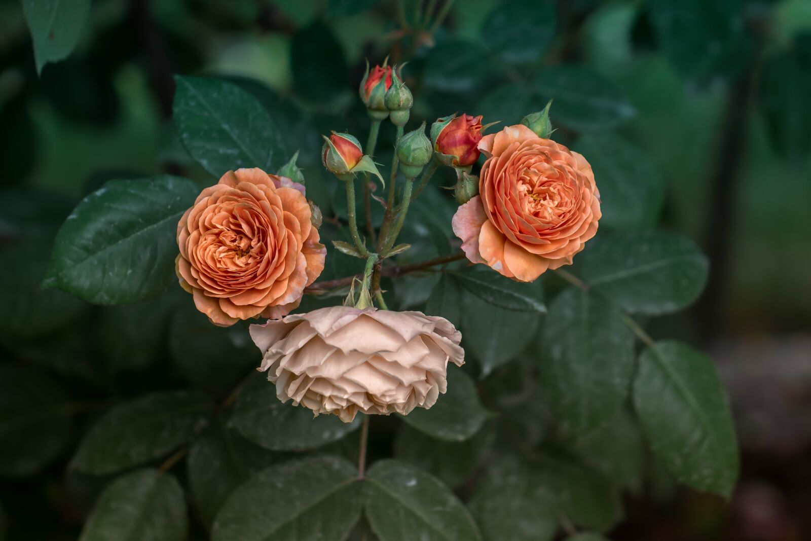 Canon EF 100mm F2.8L Macro IS USM sample photo. Garden, red roses, flower photography