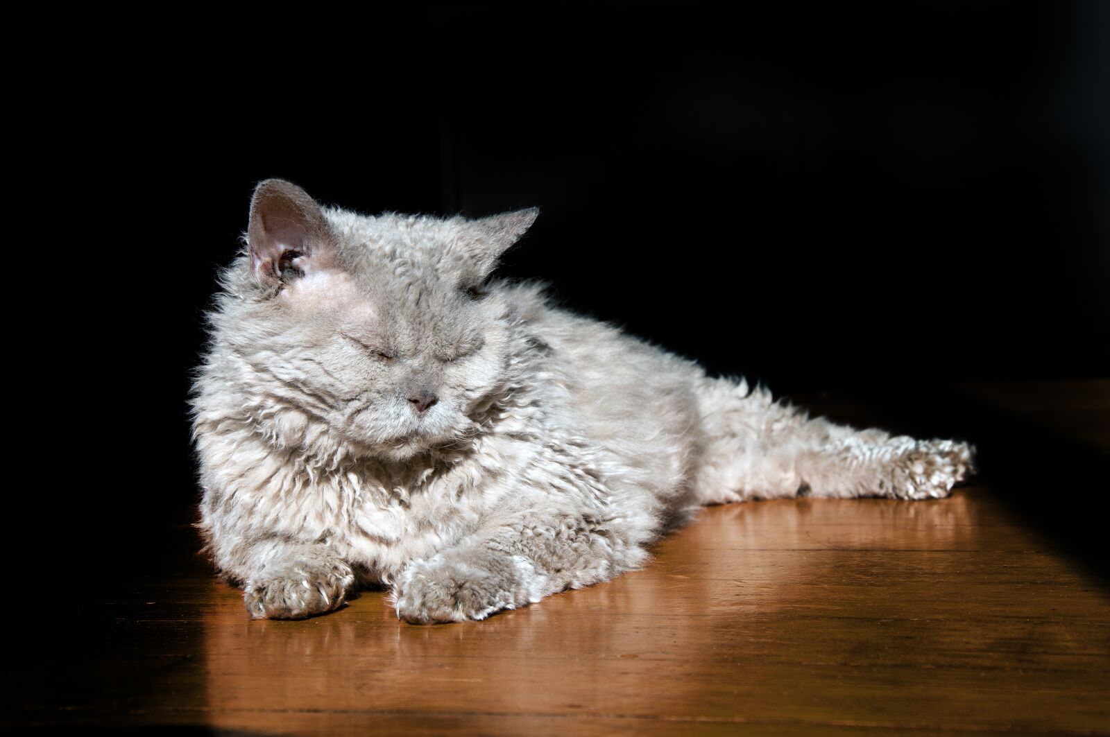 Nikon D90 sample photo. Cat, animal, sheep cat photography