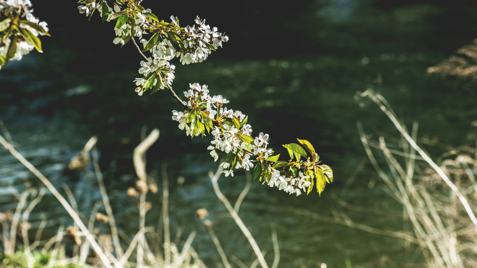 24-70mm F2.8-2.8 SSM sample photo. Blossoms, branch, nature photography
