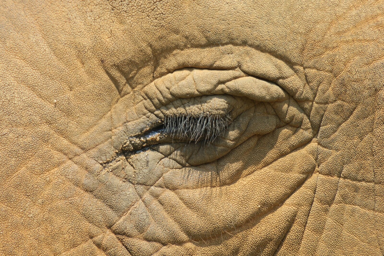 Canon PowerShot G3 X sample photo. Elephant, close up, portrait photography