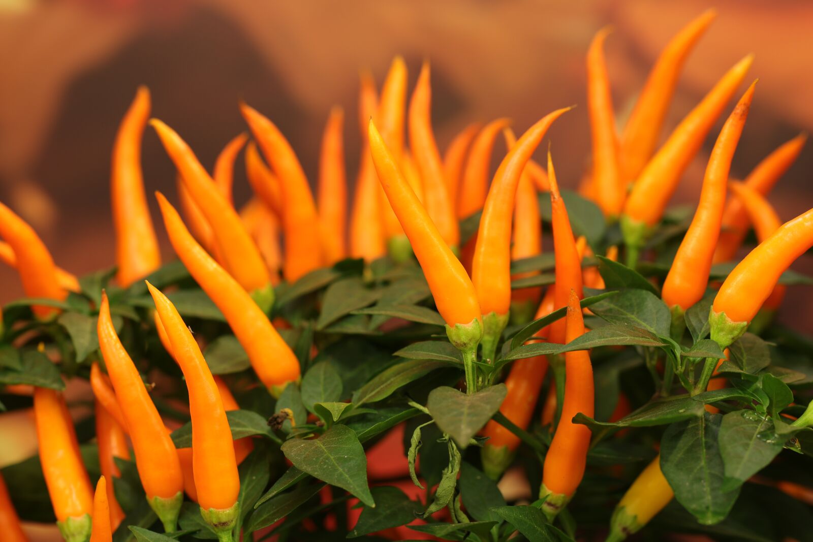 Canon EF 100mm F2.8L Macro IS USM sample photo. Sierpeper, sierpaprika, capsicum photography