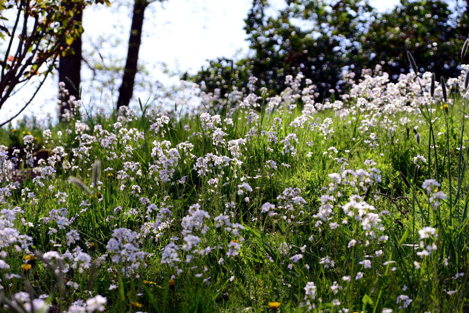 Nikon D610 sample photo. Smock, meadow, cuckoo flower photography