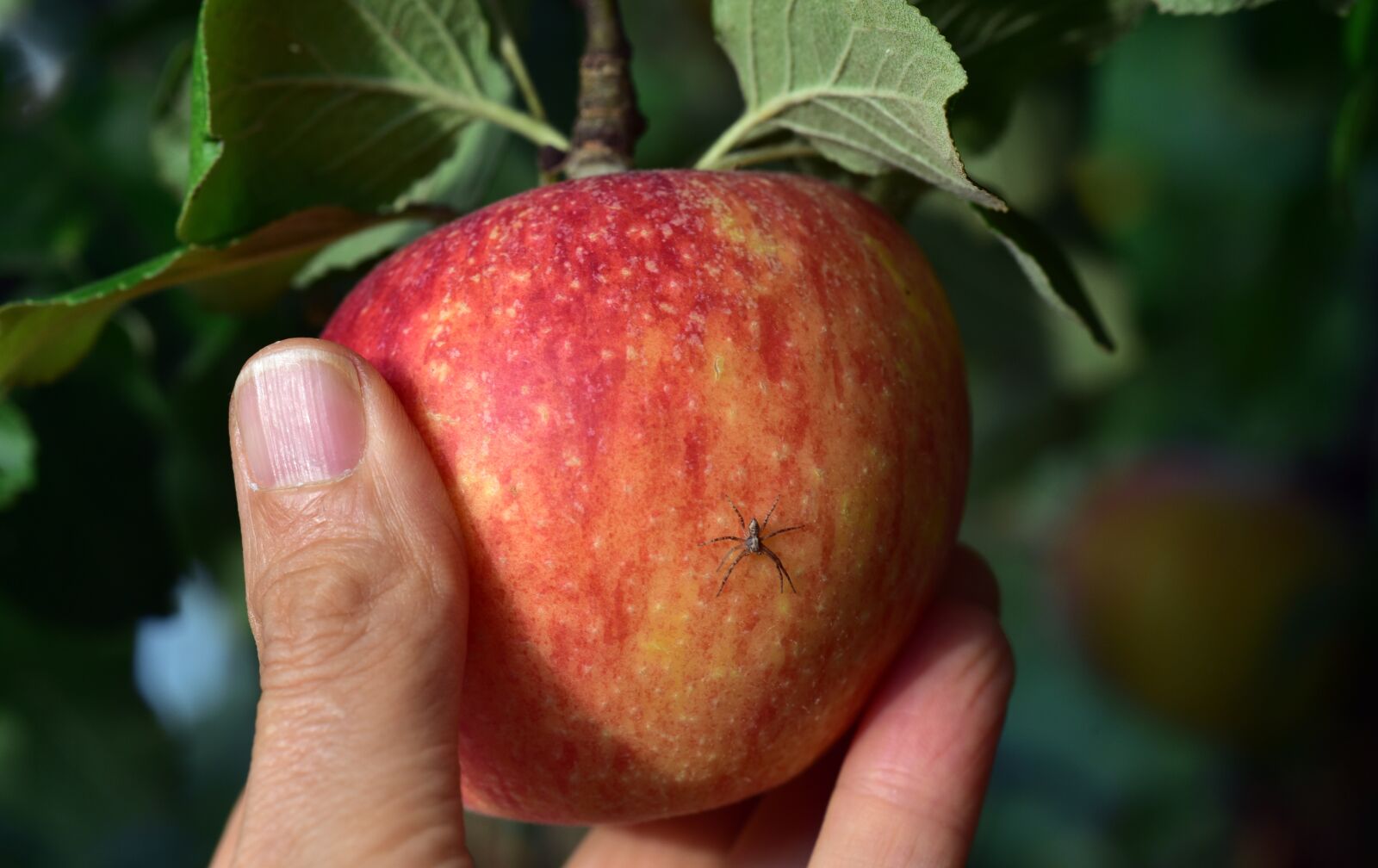 Nikon D750 sample photo. Apple, pick, harvest photography