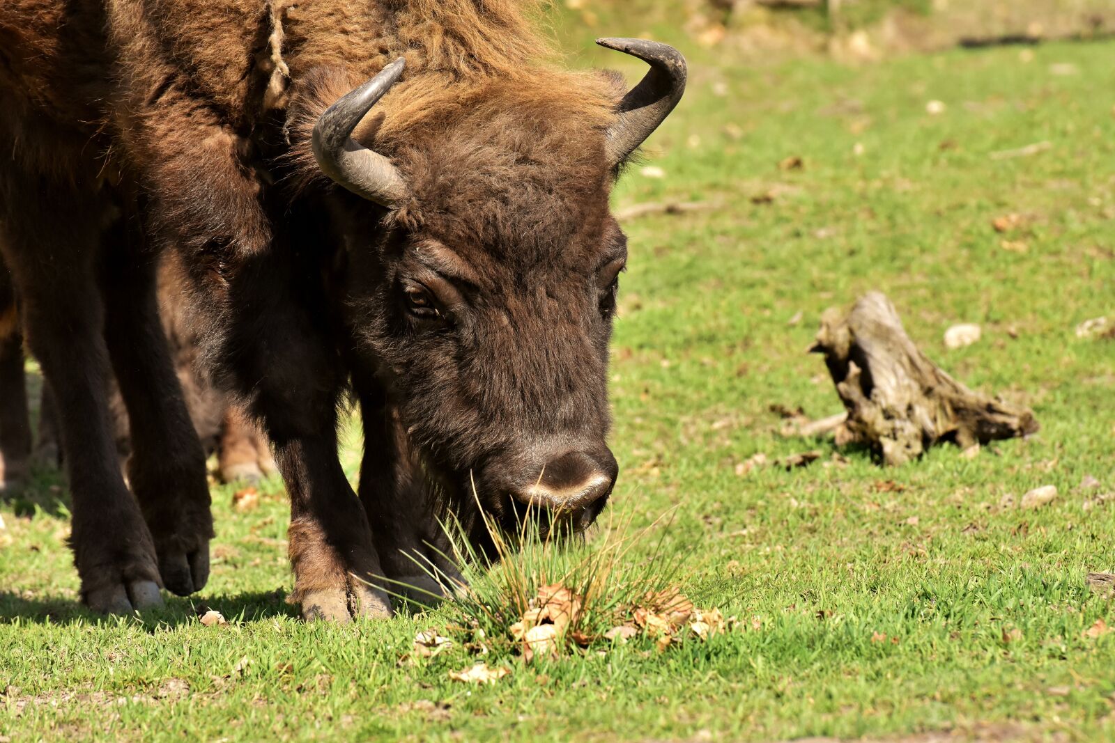 Nikon D7200 sample photo. Bison, wildpark poing, wild photography
