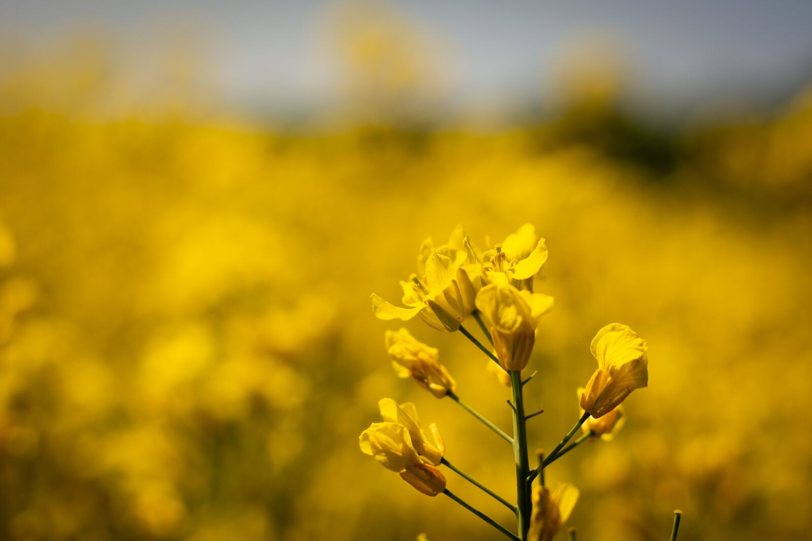 Nikon D5200 sample photo. Oilseed rape, field, nature photography