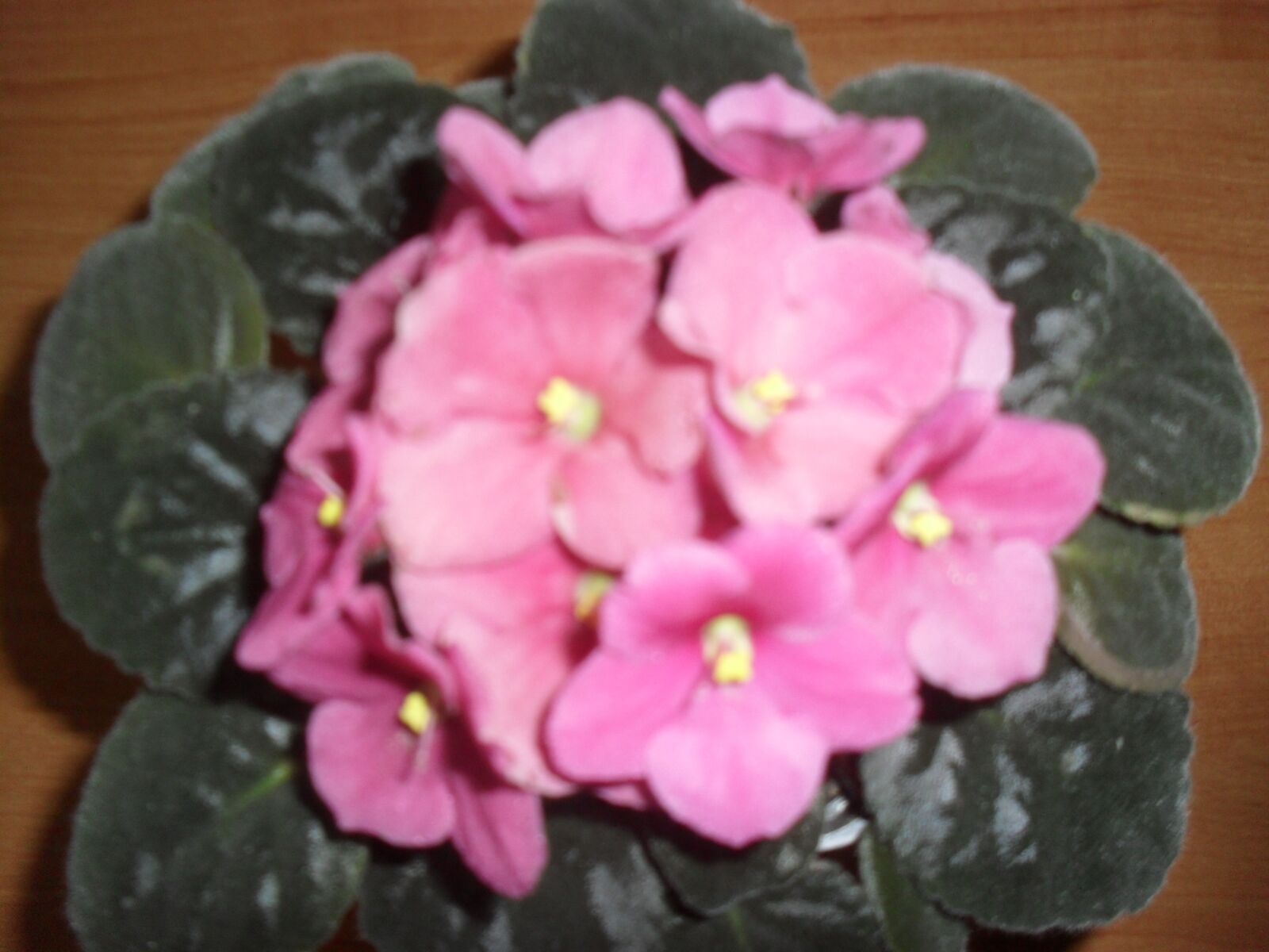 Samsung ES60 / VLUU ES60 /  SL105 /  ES63 sample photo. Pink, beautiful, flowers photography