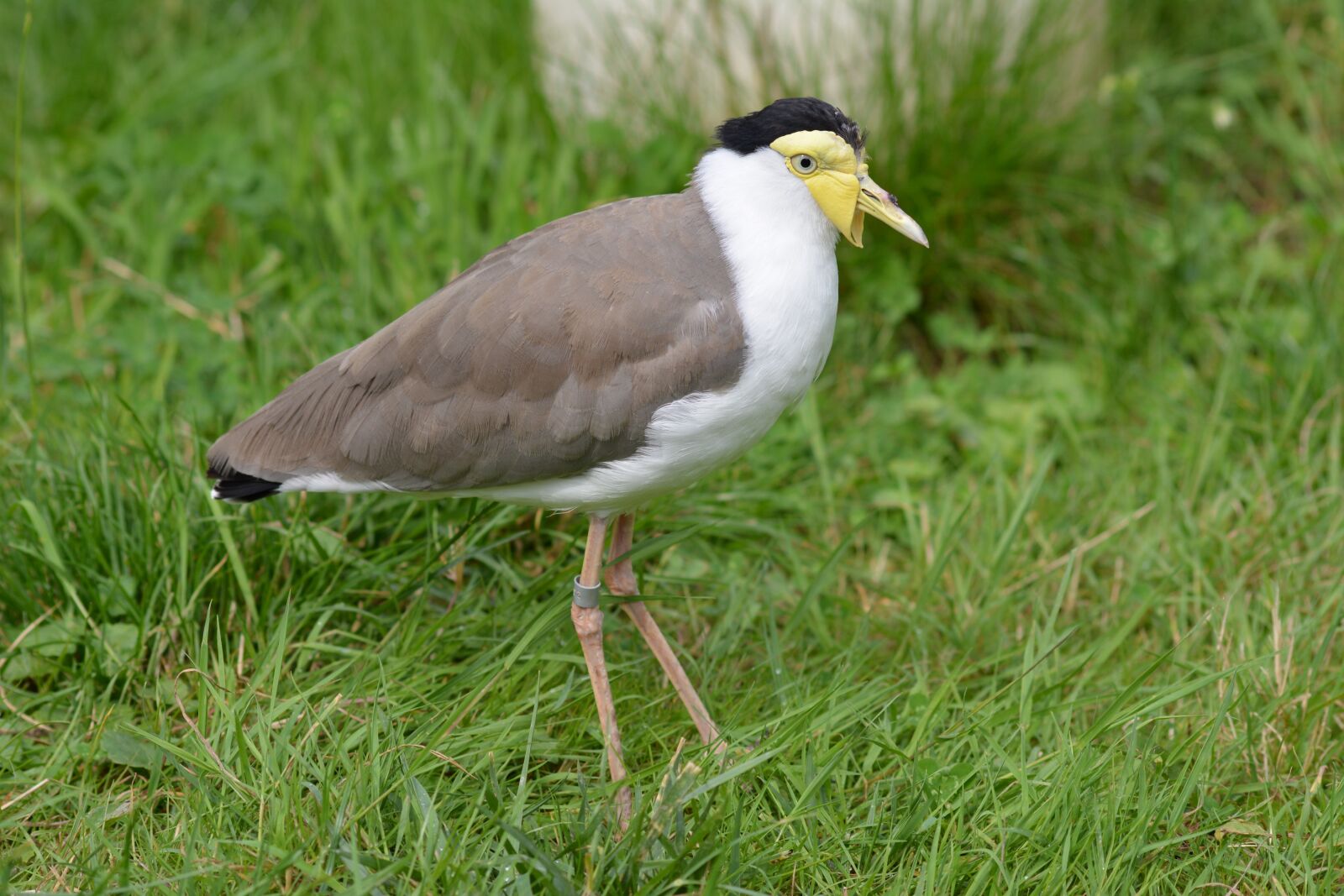 Nikon D5200 sample photo. Nature, animal world, bird photography