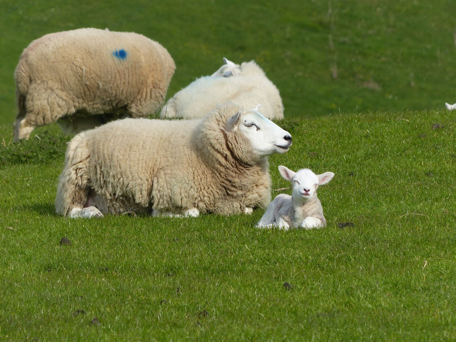 Panasonic Lumix DMC-FZ200 sample photo. Sheep, contented lamb, wolds photography