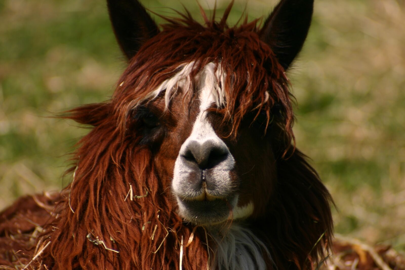 Canon EOS 300D (EOS Digital Rebel / EOS Kiss Digital) sample photo. Animal, lama, lama head photography