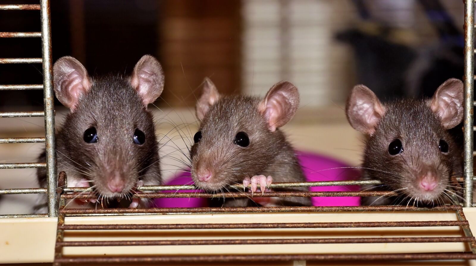 Nikon D750 sample photo. Rats, mice, rodents photography