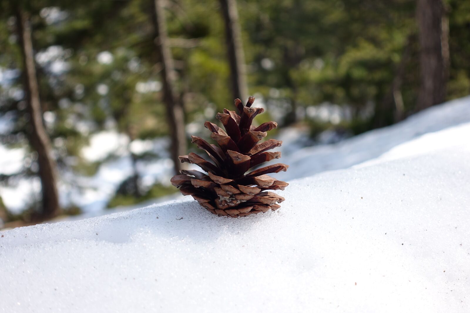 Sony Cyber-shot DSC-RX100 IV sample photo. Pine, cone, forest photography