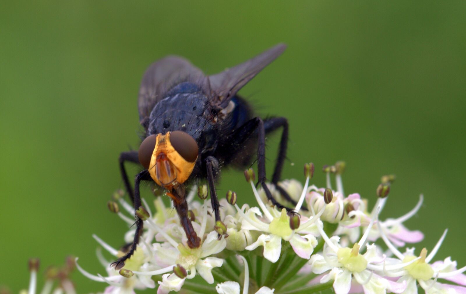 Canon EOS 650D (EOS Rebel T4i / EOS Kiss X6i) sample photo. Fly, dead fly, cynomya photography