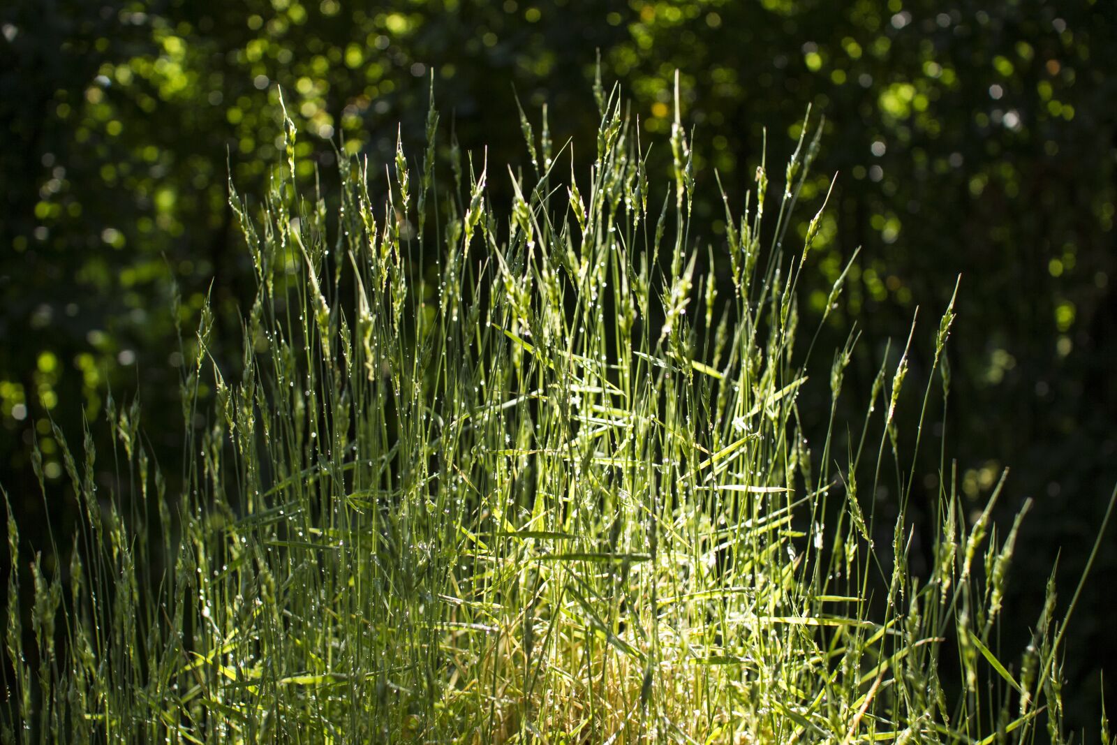 Canon EOS 550D (EOS Rebel T2i / EOS Kiss X4) sample photo. Grass, dew, water drops photography