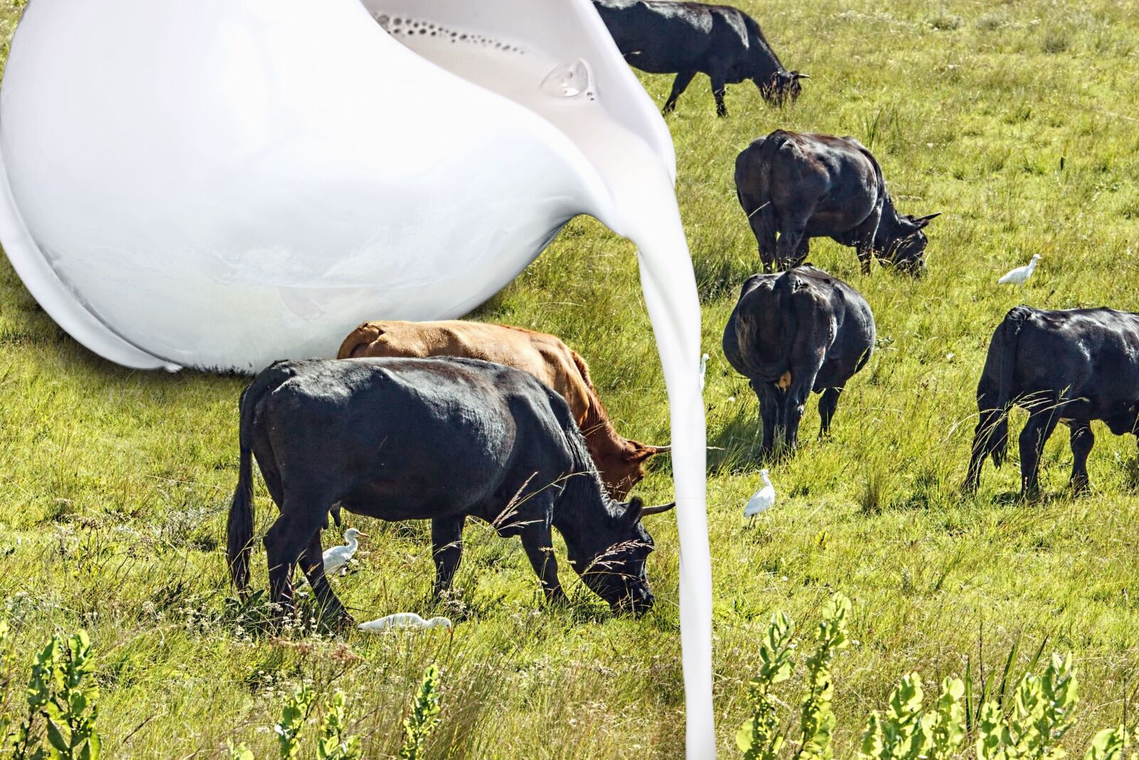 Canon EOS 70D sample photo. Cattle, farm, cow, carafe photography