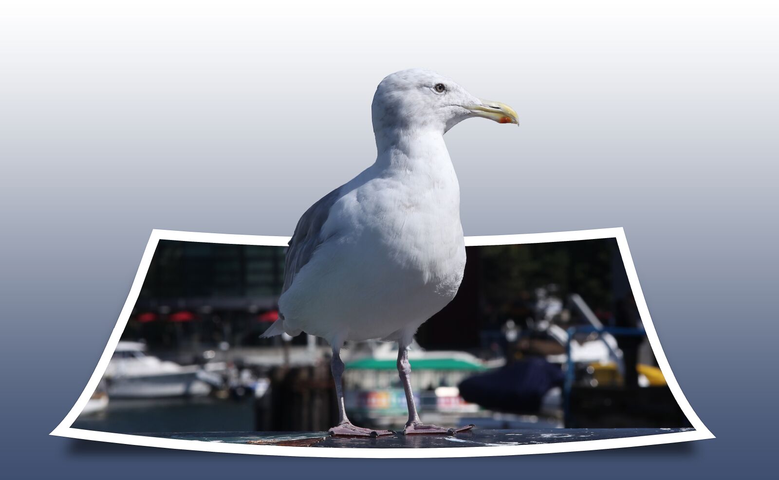 Canon EOS 5D Mark II sample photo. Seagull, bird, polaroid photography