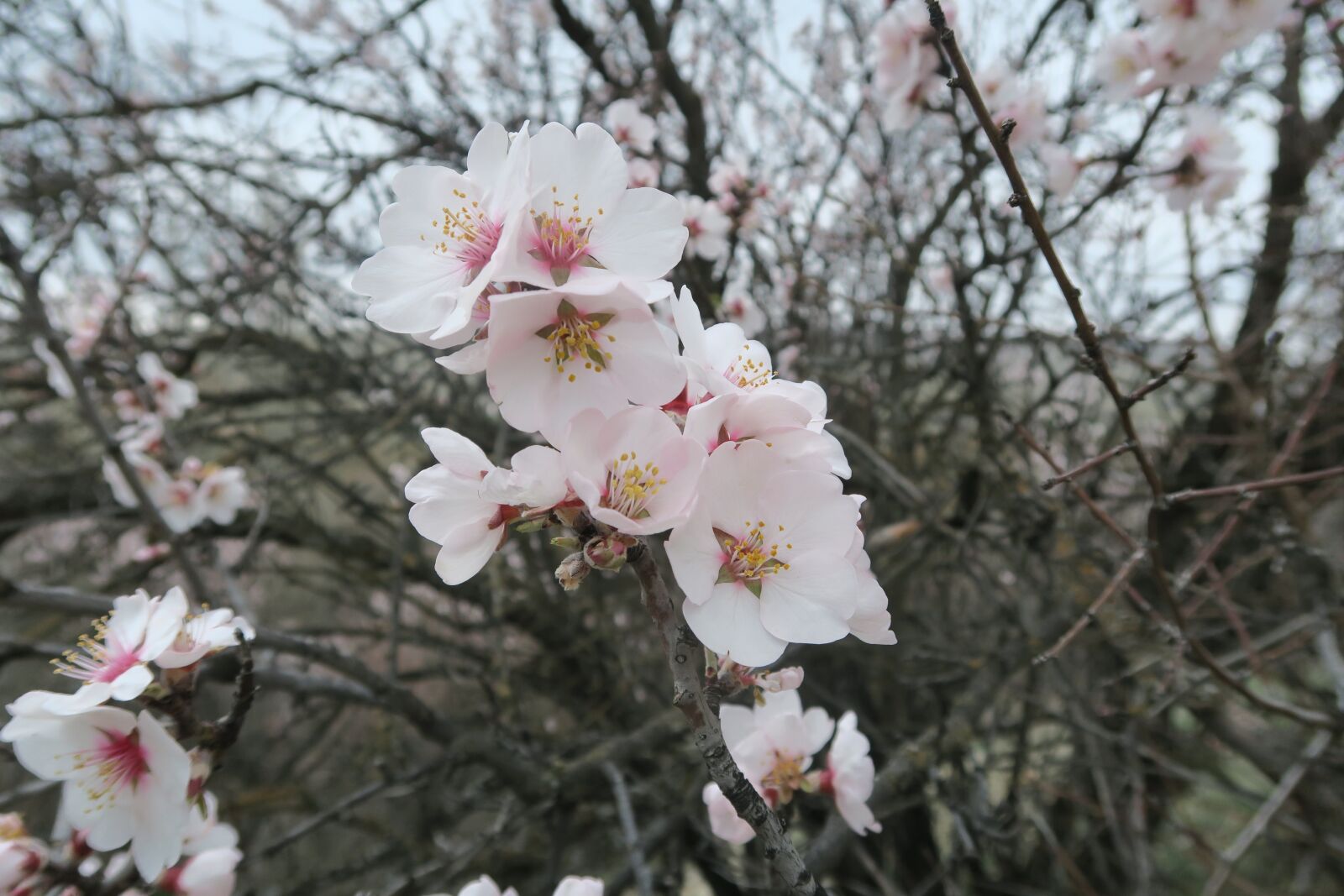 Canon PowerShot G7 X sample photo. Tree, almond tree, flower photography