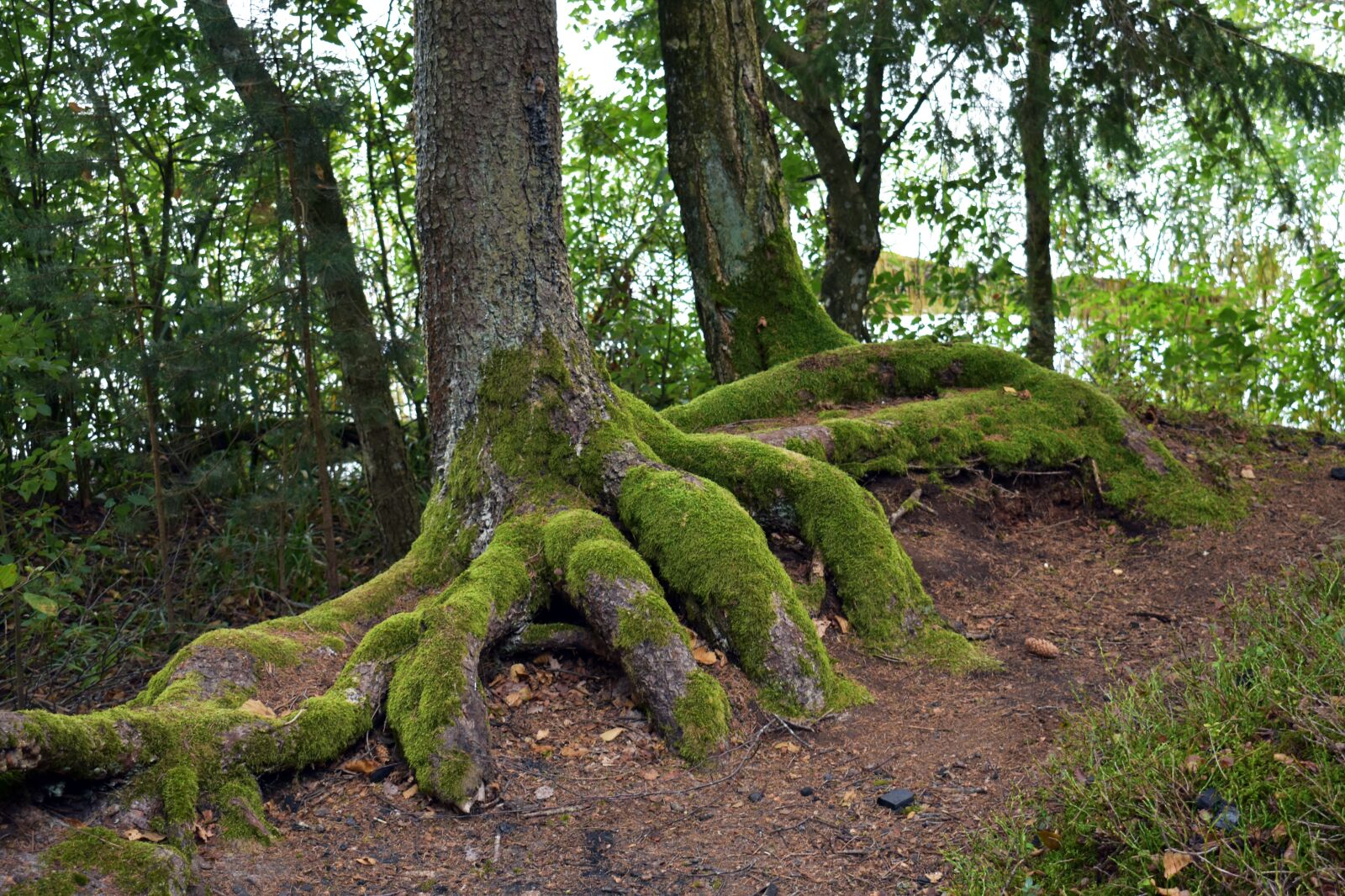 Nikon D3400 sample photo. Forests, tree, nature photography