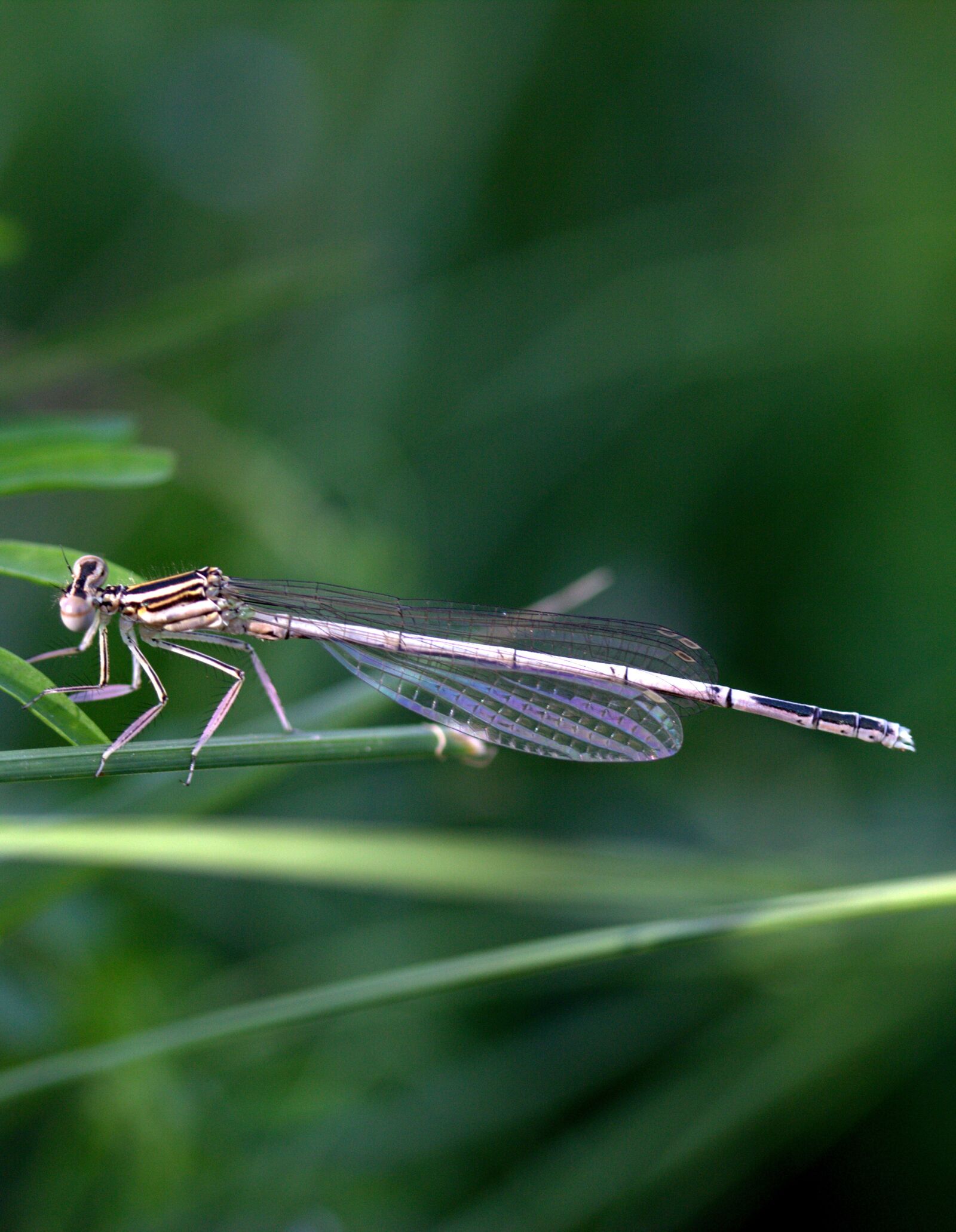 Canon EOS 700D (EOS Rebel T5i / EOS Kiss X7i) sample photo. Dragonfly, insecta, wings photography