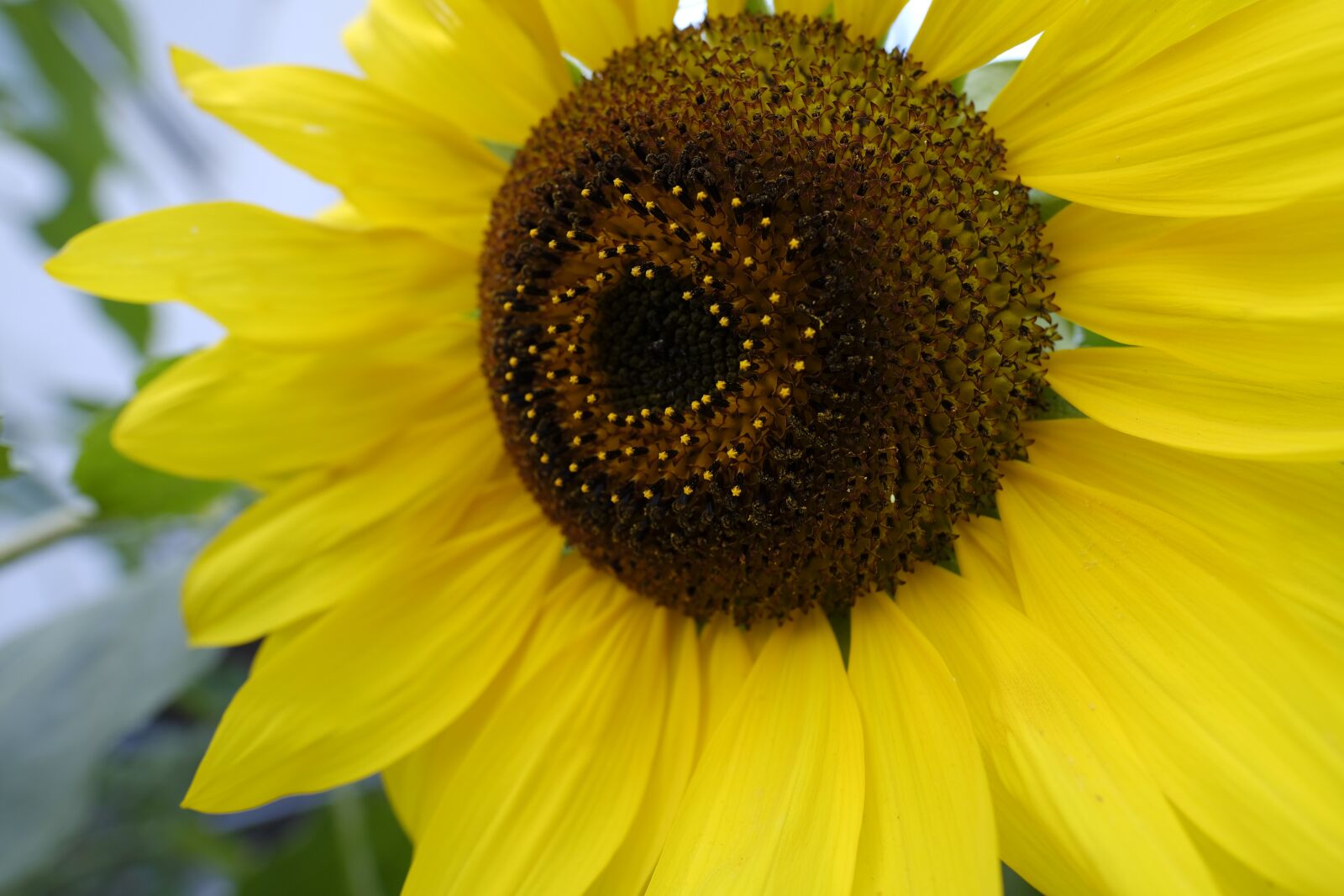 Fujifilm X-T2 sample photo. Sunflower, flower, summer photography