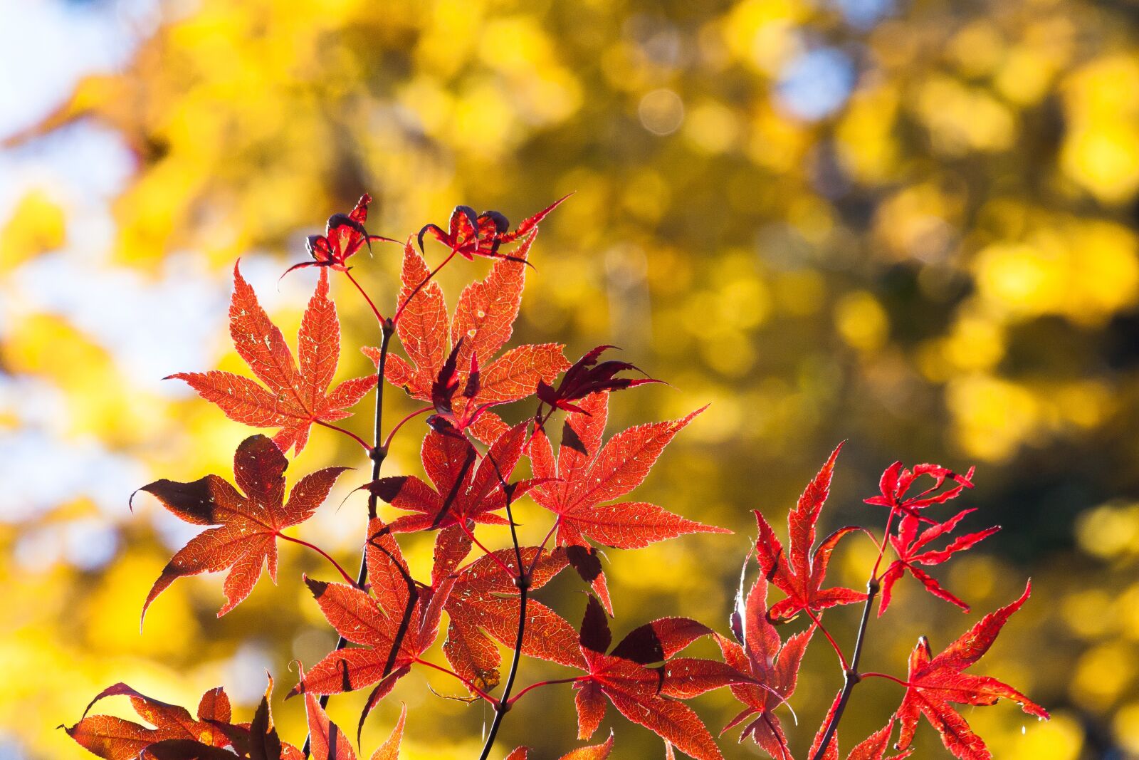 Canon EOS 50D sample photo. Maple, autumn, leaf photography