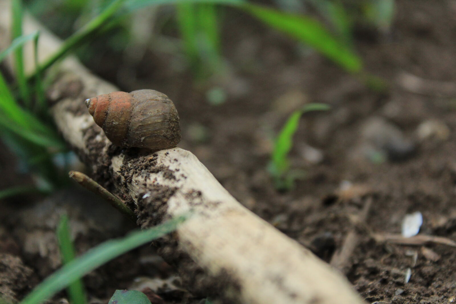 Canon EOS 1200D (EOS Rebel T5 / EOS Kiss X70 / EOS Hi) sample photo. Animal, beautiful, nature, nature photography