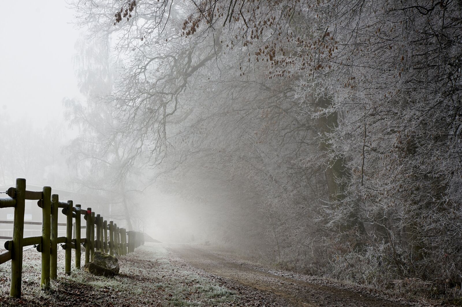 Sony SLT-A55 (SLT-A55V) sample photo. Hoarfrost, winter, frost photography