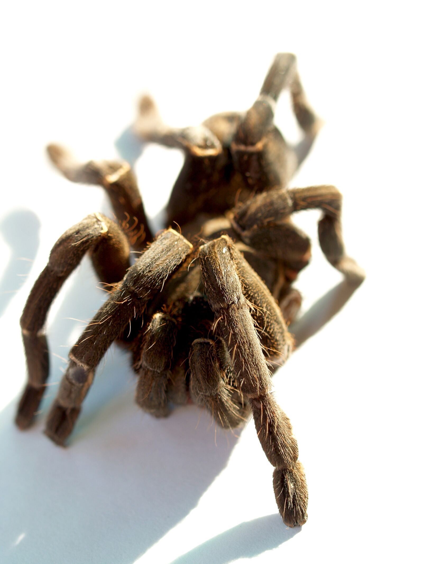 Olympus E-300 (EVOLT E-300) sample photo. Spider, tarantula, arthropod photography