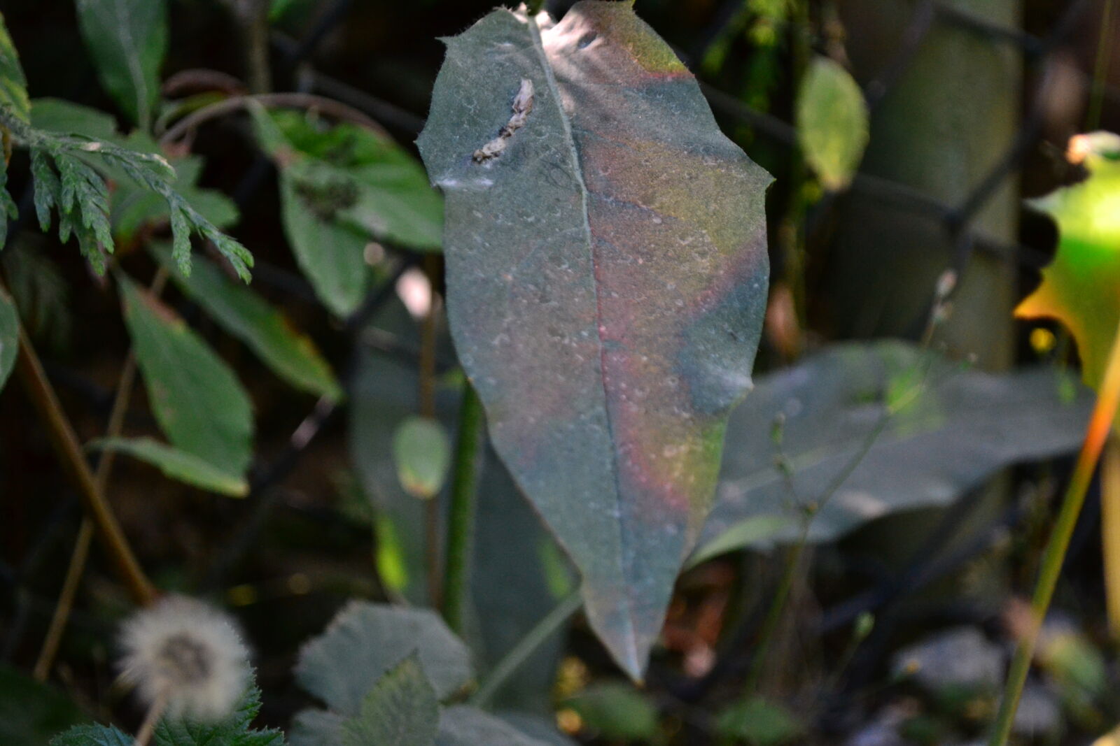 Nikon D3100 sample photo. Green, leaf, plant, rainbow photography