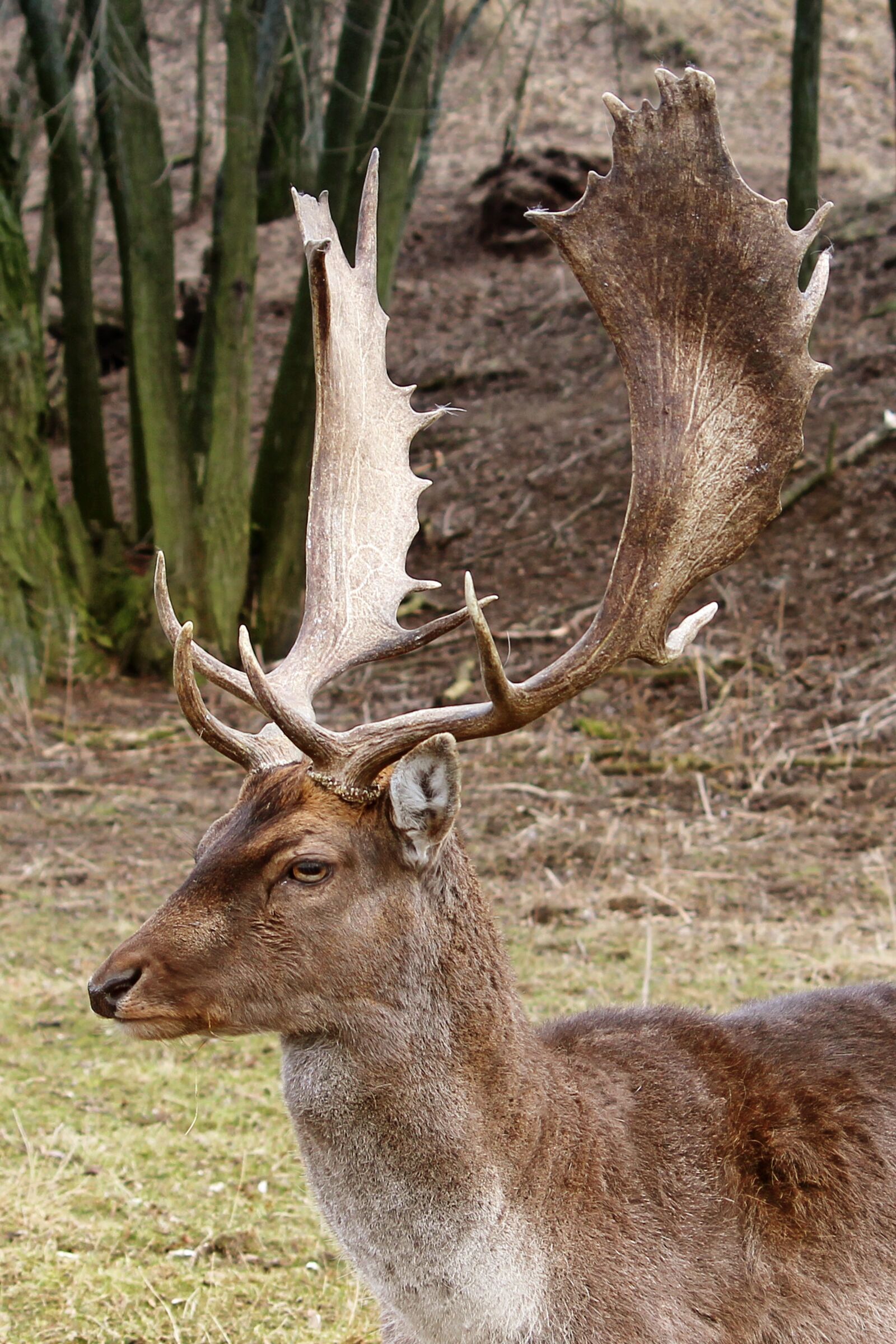 Canon EF-S 55-250mm F4-5.6 IS II sample photo. Hirsch, fallow deer, forest photography