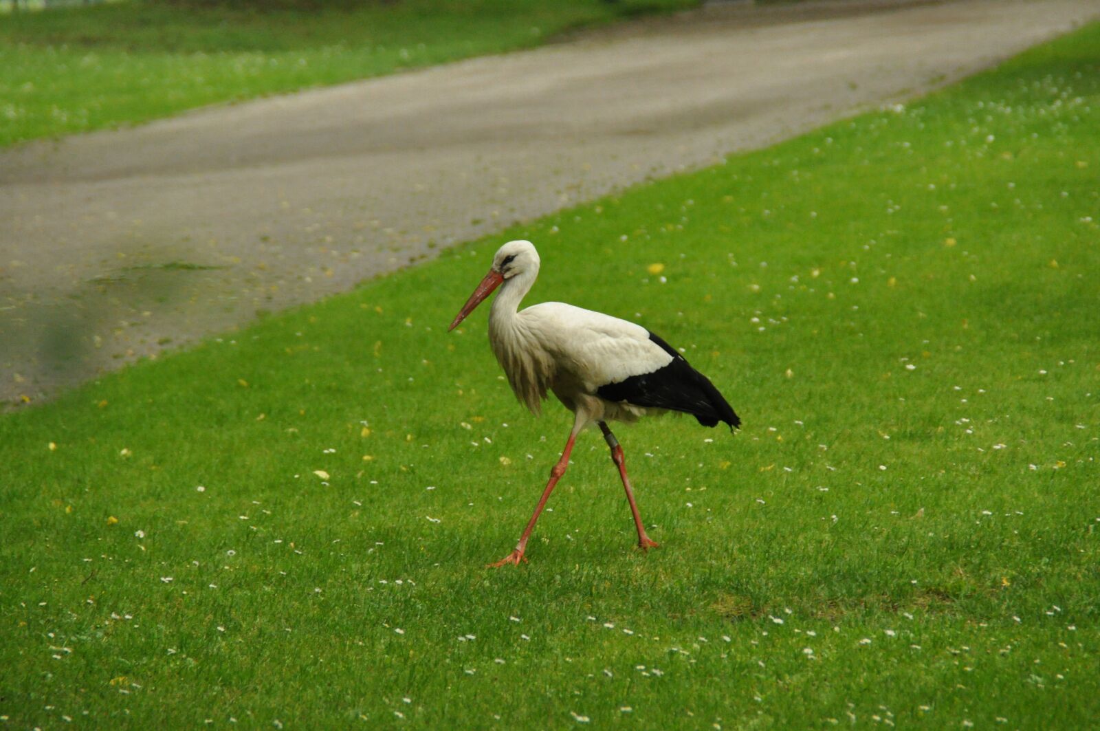 Nikon D90 sample photo. Bird, stork, adebar photography
