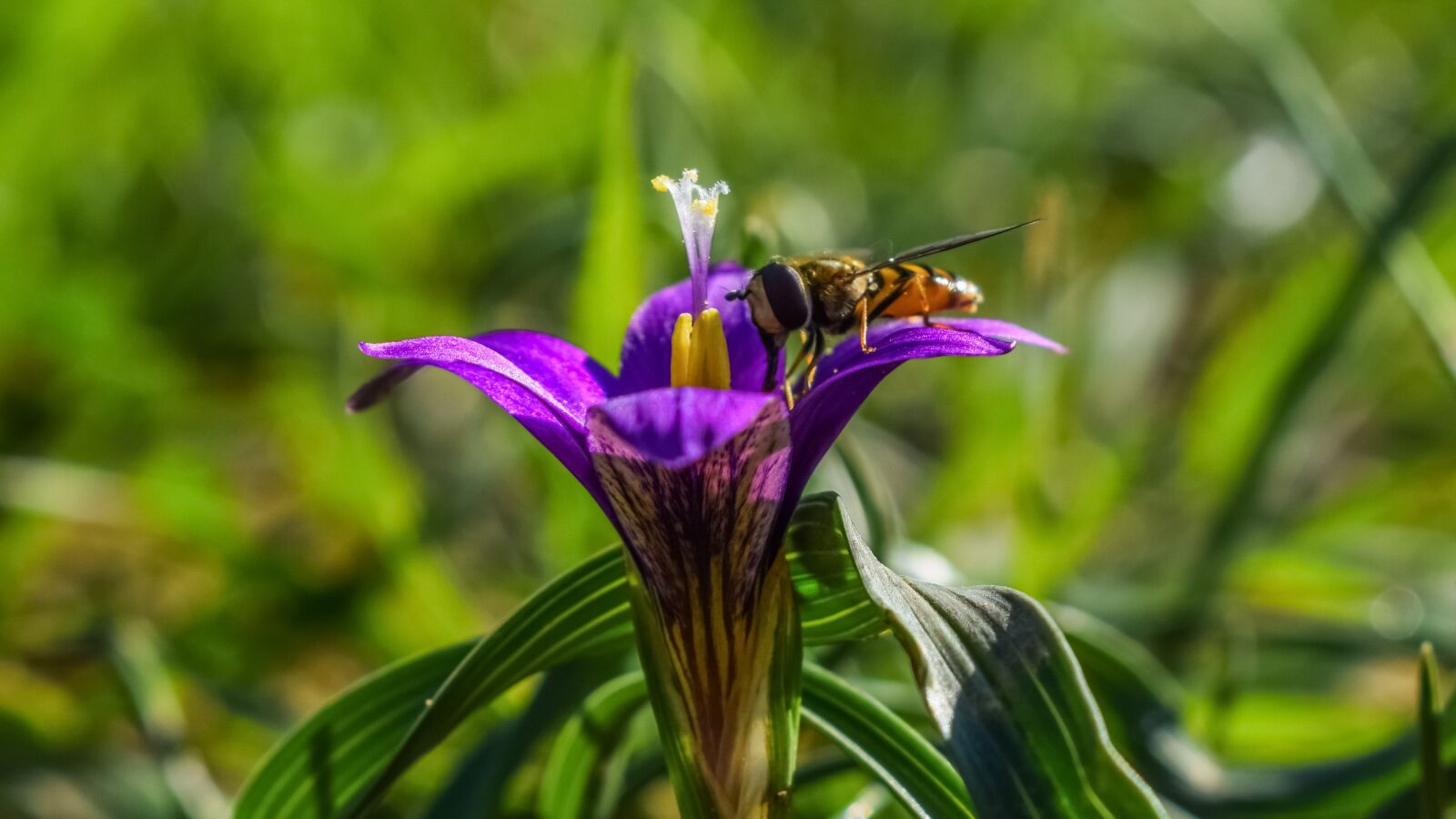 Nikon D3300 sample photo. Flower, petals, stamens photography
