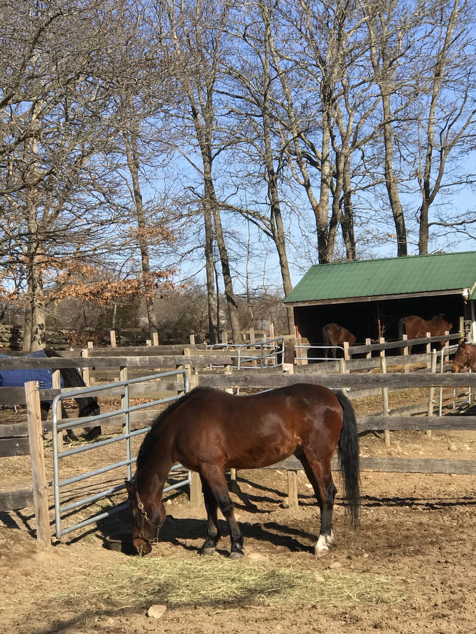 Apple iPhone 7 Plus sample photo. Morgan horse, horses, bay photography
