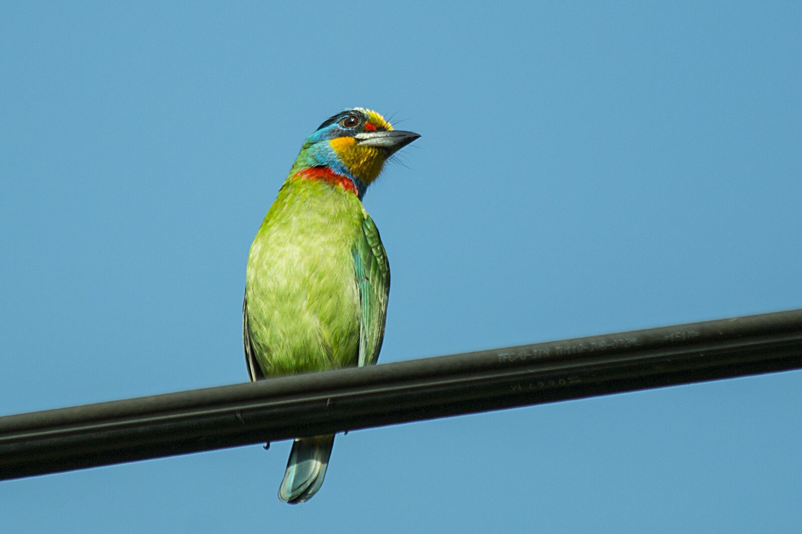 Canon EOS 70D sample photo. Birds, taiwan intends to photography