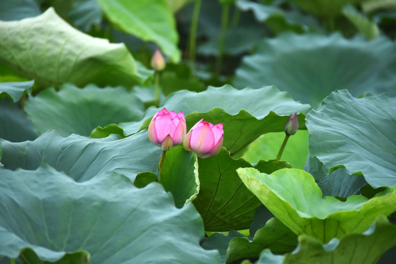 Nikon D7200 sample photo. Lotus flowers, blooming, water photography