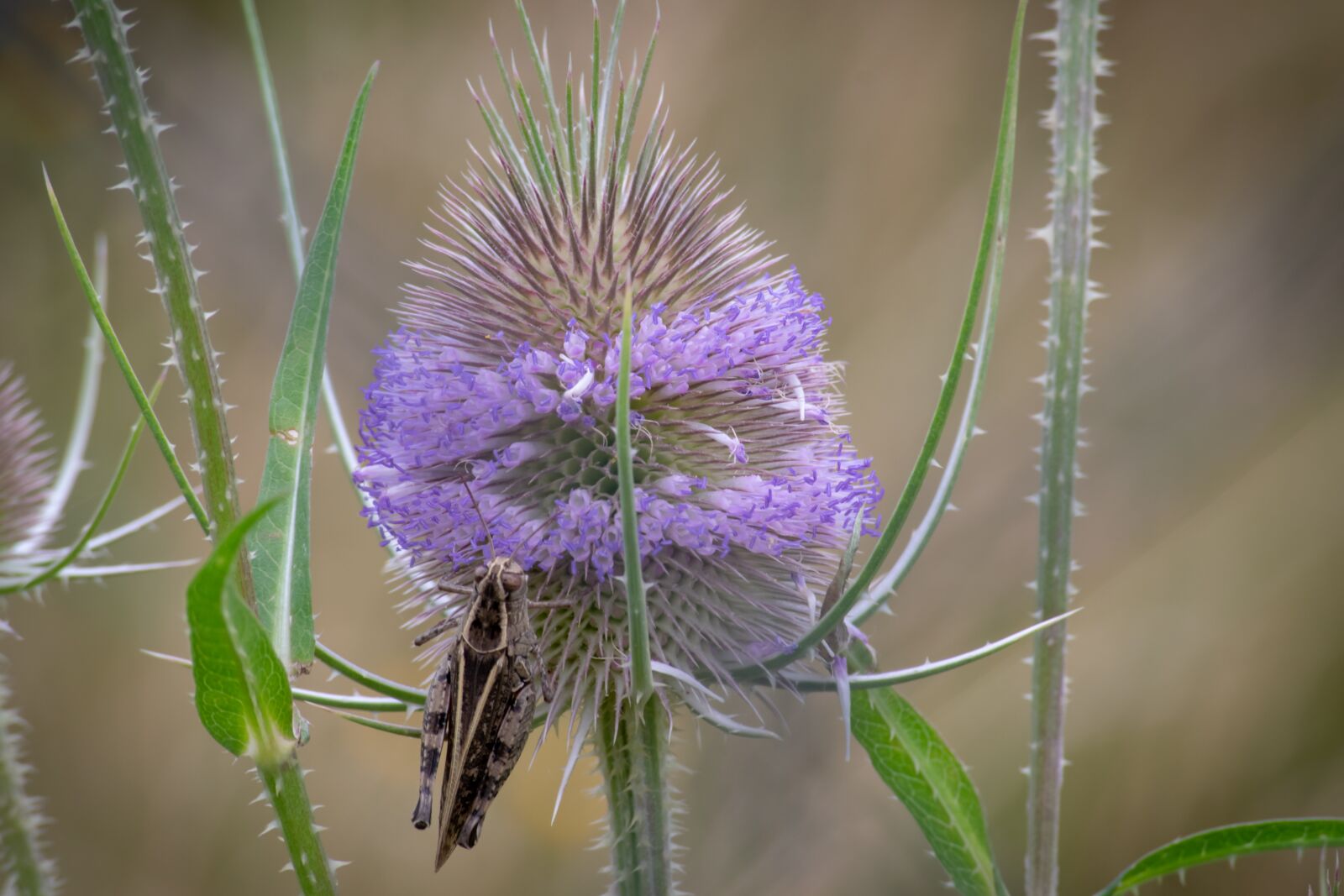 Nikon D3300 sample photo. Insect, grasshoppers, jumping insects photography