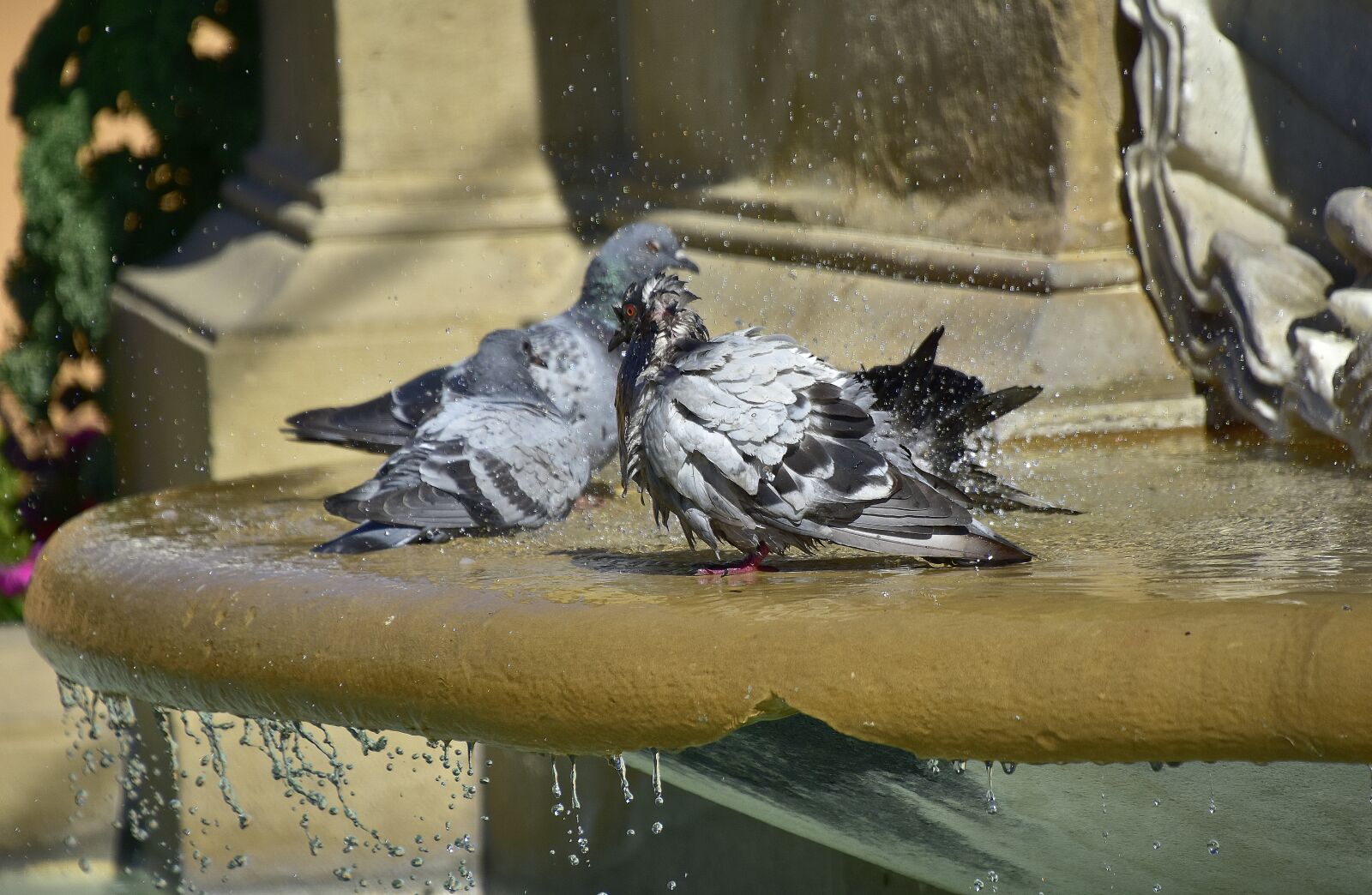 Nikon D7200 sample photo. Pigeons, water, nature photography