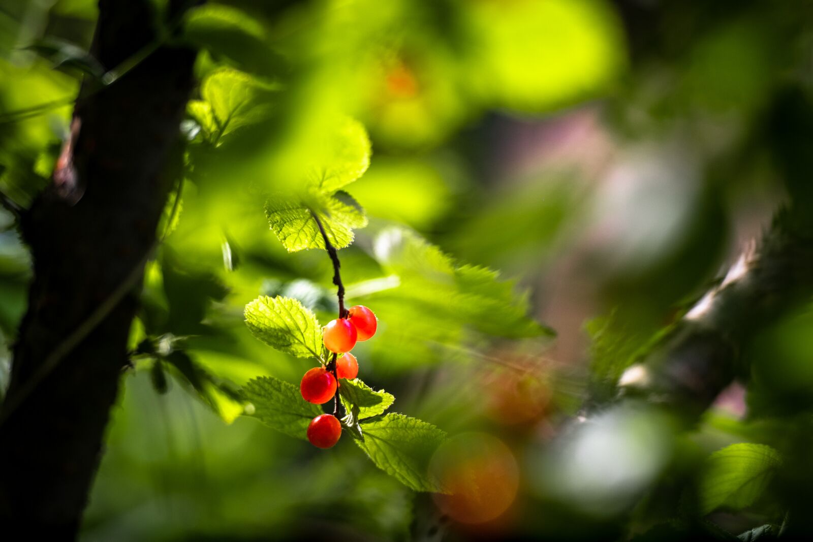 Nikon D850 sample photo. Green, light, sunlight photography