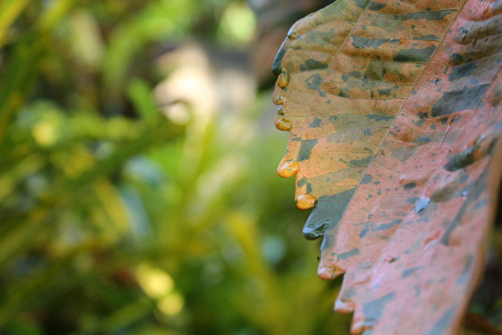 Canon EOS 1100D (EOS Rebel T3 / EOS Kiss X50) sample photo. Autumn, leaf, water, droplet photography