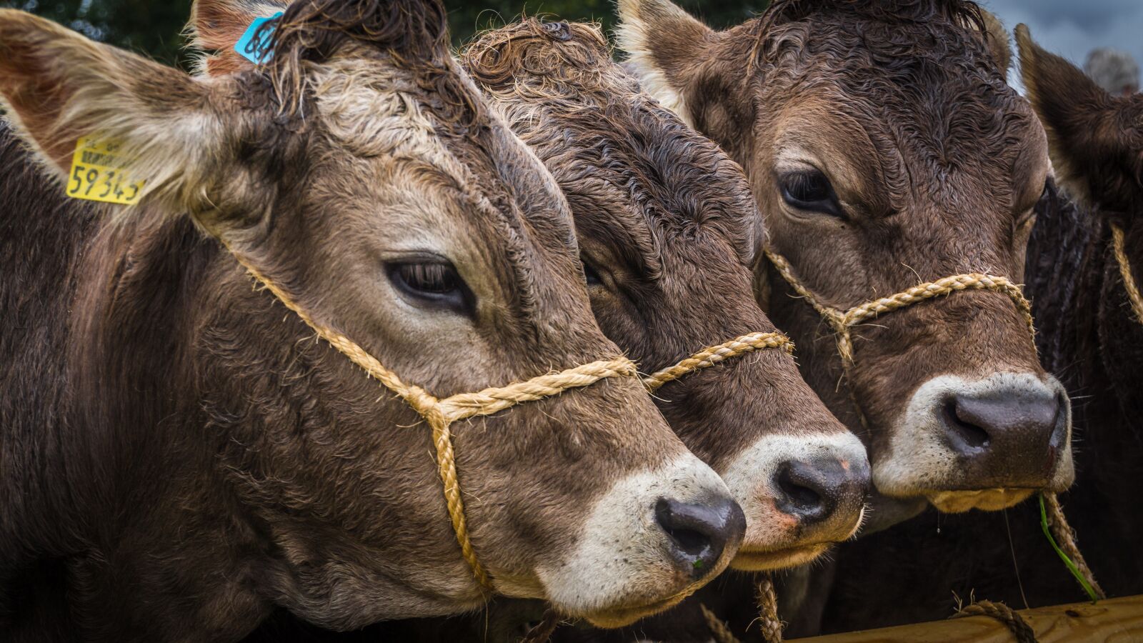 Sony SLT-A77 + DT 18-270mm F3.5-6.3 SSM sample photo. Calves, animals, viehscheid photography