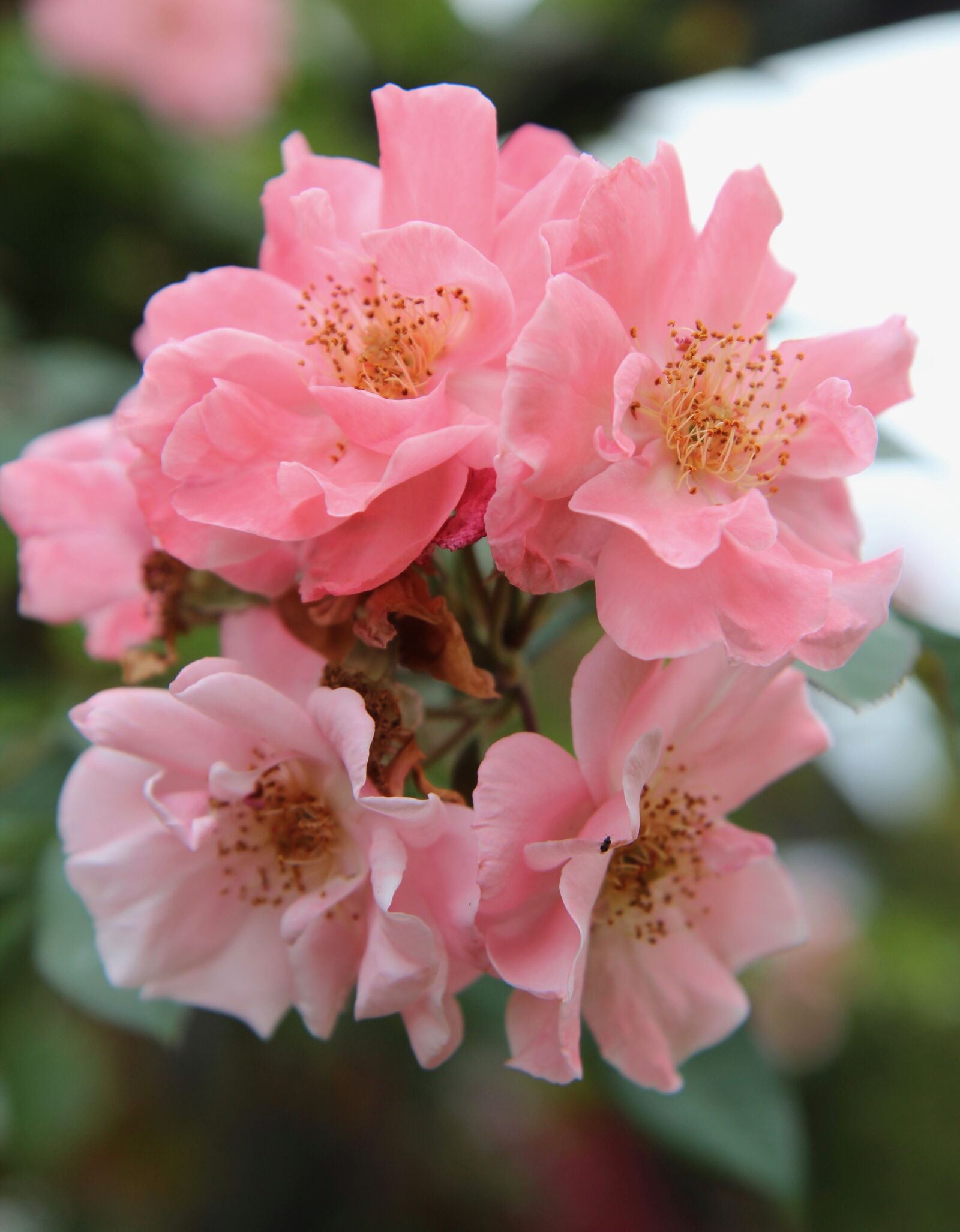 Canon EOS 600D (Rebel EOS T3i / EOS Kiss X5) sample photo. Roses, pink roses, small photography