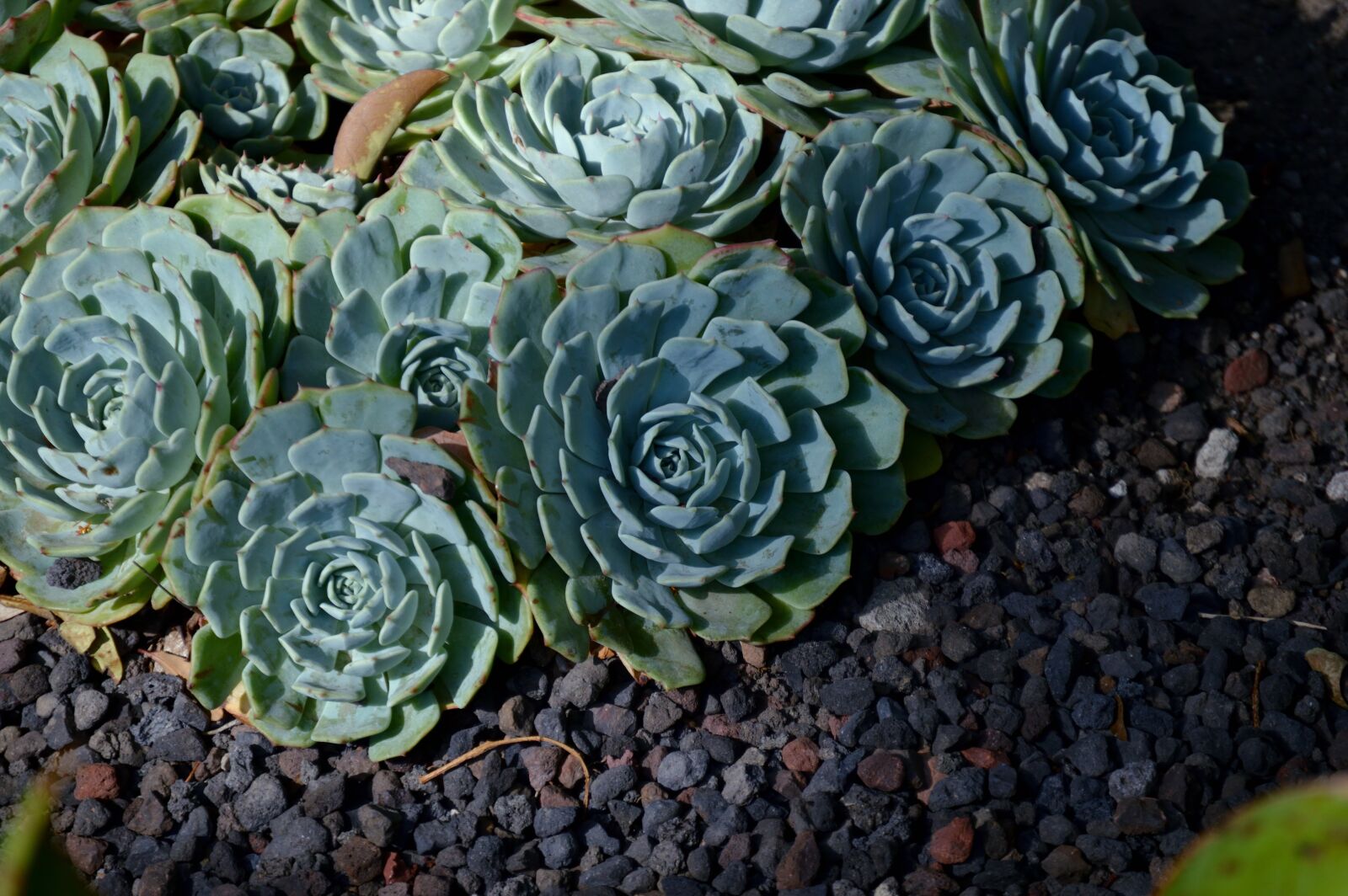 Nikon D3200 sample photo. Nature, plant, cactus photography