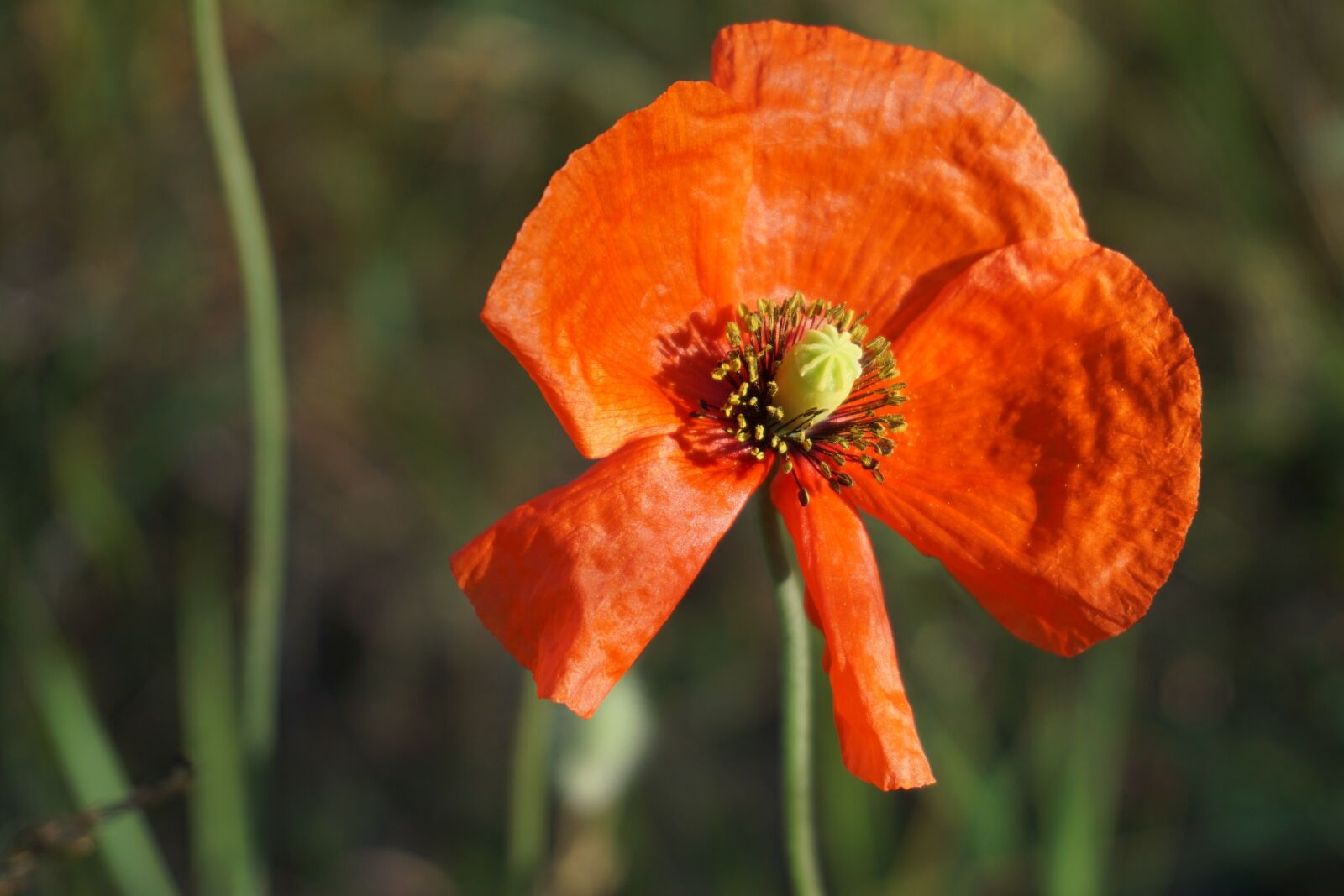 Sony a6000 sample photo. Poppy, blossom, bloom photography